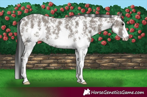 Horse Color:Grullo Sabino Rabicano
