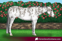 Horse Color:Grullo Sabino Rabicano 