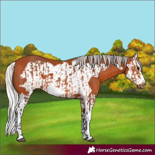 Horse Color:Bay Splash Frame  and Silver Bay Splash Frame 