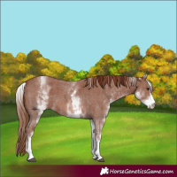Horse Color:White Spotted Chestnut Sabino 