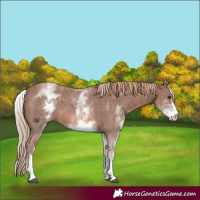 Horse Color:White Spotted Chestnut Sabino