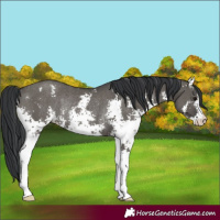 Horse Color:Grullo Sabino Rabicano 