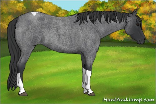 Horse Color:Blue Roan Tobiano Rabicano 