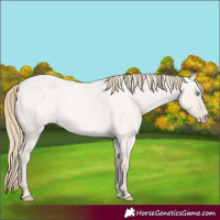 Horse Color:Smoky Creme Roan Dun 