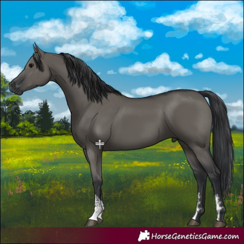 Horse Color:Grullo Sabino Rabicano