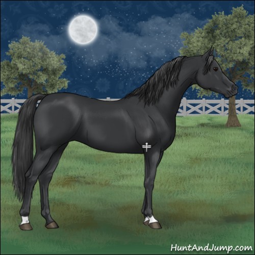 Horse Color:Black 