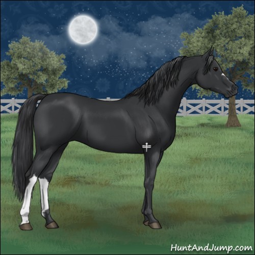 Horse Color:Black 