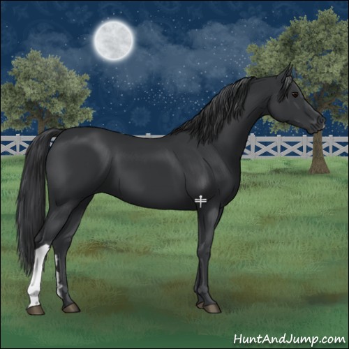 Horse Color:Black 