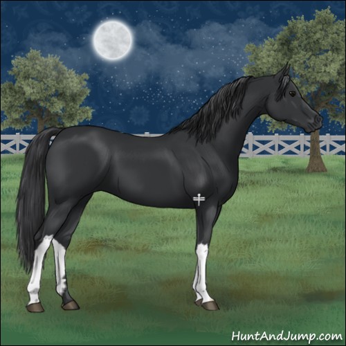 Horse Color:Black 