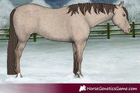 Horse Color:Classic Champagne Dun 