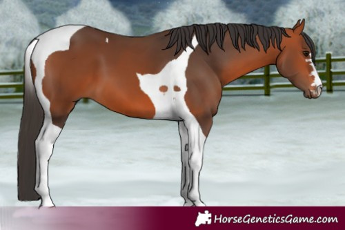 Horse Color:Bay Tobiano 