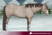 Horse Color:Classic Champagne Roan Splash 