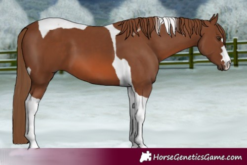 Horse Color:Chestnut Tobiano 