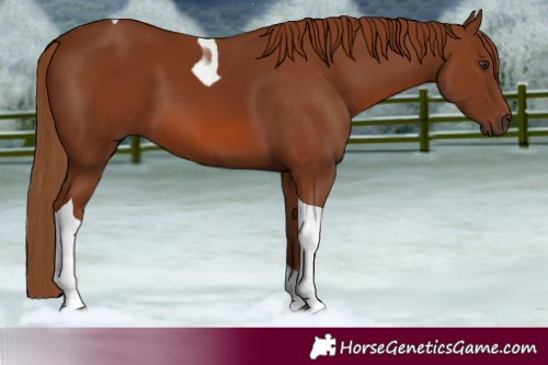 Horse Color:Chestnut Tobiano