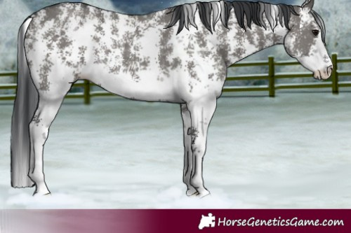 Horse Color:Grullo Sabino Rabicano