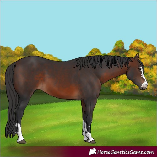 Horse Color:Brown 