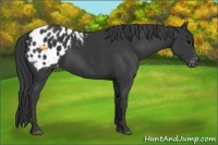 Horse Color:Black Appaloosa