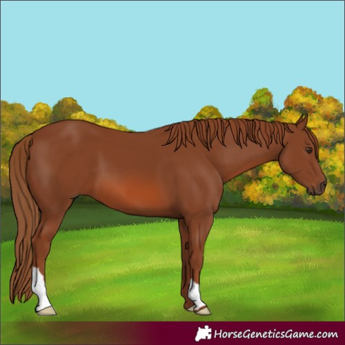 Horse Color:Chestnut 