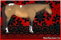 Horse Color:Buckskin Tobiano 