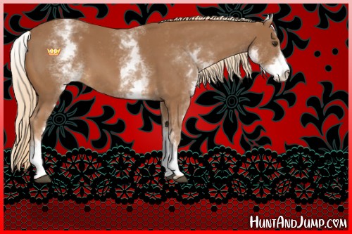 Horse Color:White Spotted Chestnut 