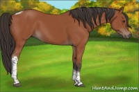 Horse Color:Bay Tobiano Rabicano