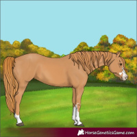 Horse Color:Chestnut 