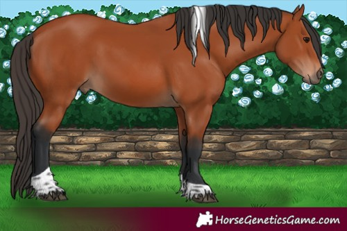 Horse Color:Bay Tobiano Rabicano 