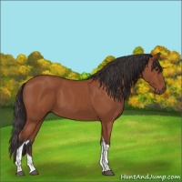 Horse Color:Bay Tobiano Rabicano 