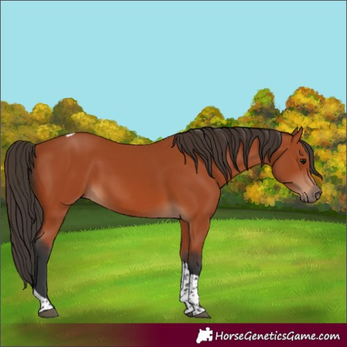 Horse Color:Bay Tobiano Rabicano