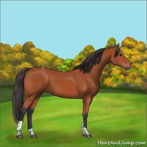 Horse Color:Bay Tobiano Rabicano 