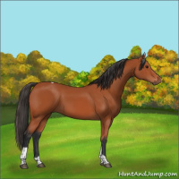 Horse Color:Bay Tobiano Rabicano