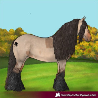 Horse Color:Bay Dun  and Bay Dun 