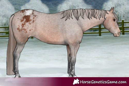 Horse Color:Bay Appaloosa  and Bay Appaloosa 