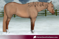 Horse Color:Red Dun 
