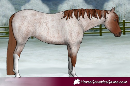 Horse Color:Red Roan Tobiano