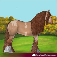 Horse Color:Red Dun  and Red Dun 