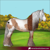 Horse Color:Red Dun  and Gray Red Dun 
