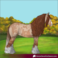 Horse Color:Red Dun  and Red Dun Splash 