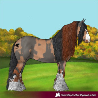 Horse Color:Red Dun  and Grullo 