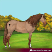 Horse Color:Red Dun  and Red Dun 