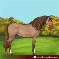Horse Color:Red Dun  and Red Dun 
