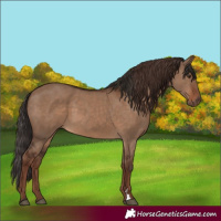 Horse Color:Liver Red Dun  and Liver Red Dun 
