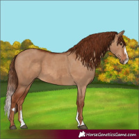Horse Color:Red Dun  and Red Dun Splash 