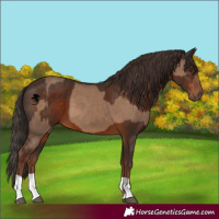 Horse Color:Liver Red Dun  and Liver Chestnut 