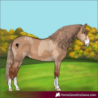 Horse Color:Red Dun  and Red Dun Rabicano 