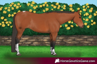 Horse Color:Bay Tobiano Rabicano 