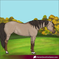 Horse Color:Liver Red Dun Rabicano 