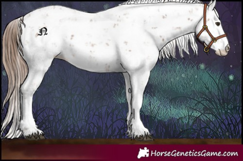 Horse Color:Chestnut Sabino 