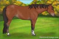 Horse Color:Bay Tobiano Rabicano 