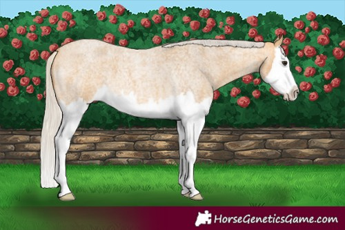Horse Color:Silver Buckskin Roan Splash 